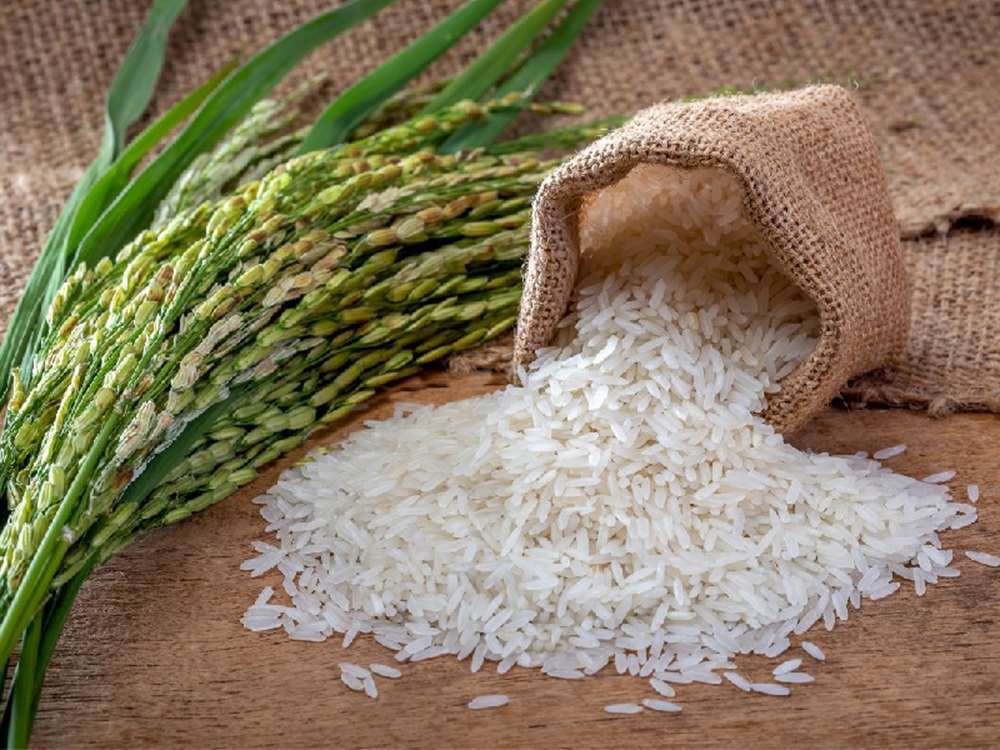پیشبینی تولید ۲.۷ میلیون تن برنج در سال جاری