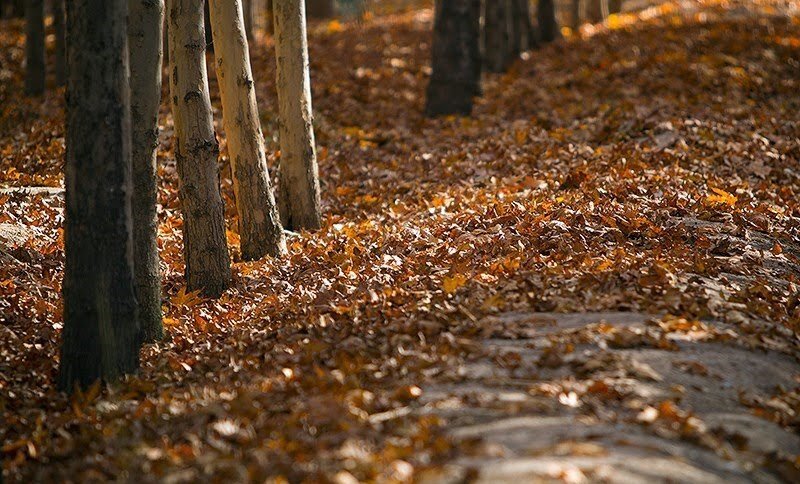 ایدههای سنتی در حفظ و مدیریت فضای سبز جوابگو نیست