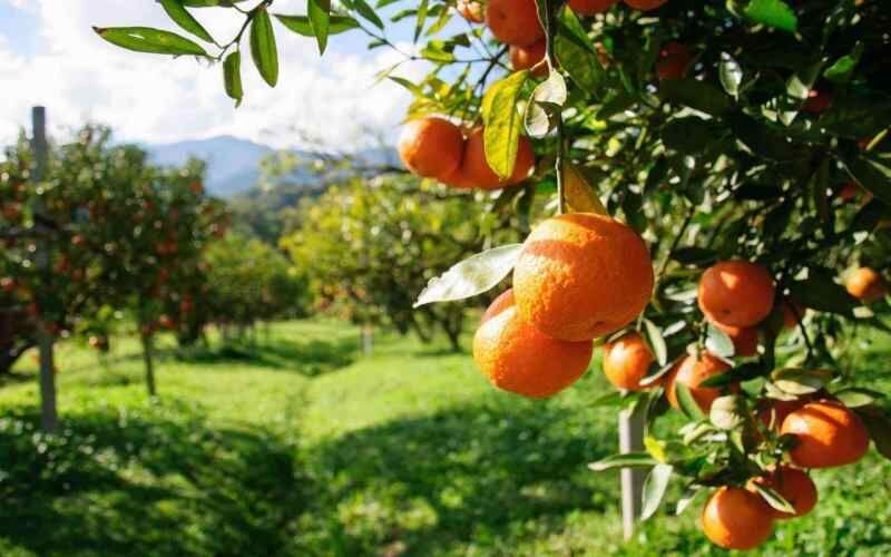 باغداران مازندران نگران یخزدگی محصول مرکبات نباشند