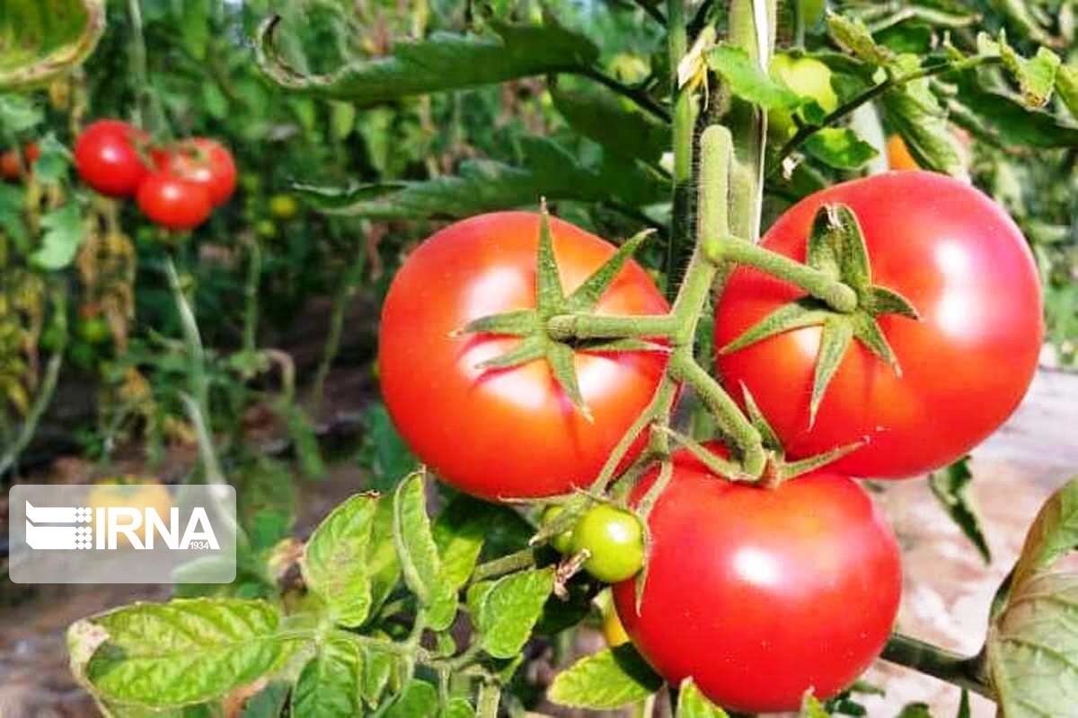قیمت گوجهفرنگی کاهشی شد