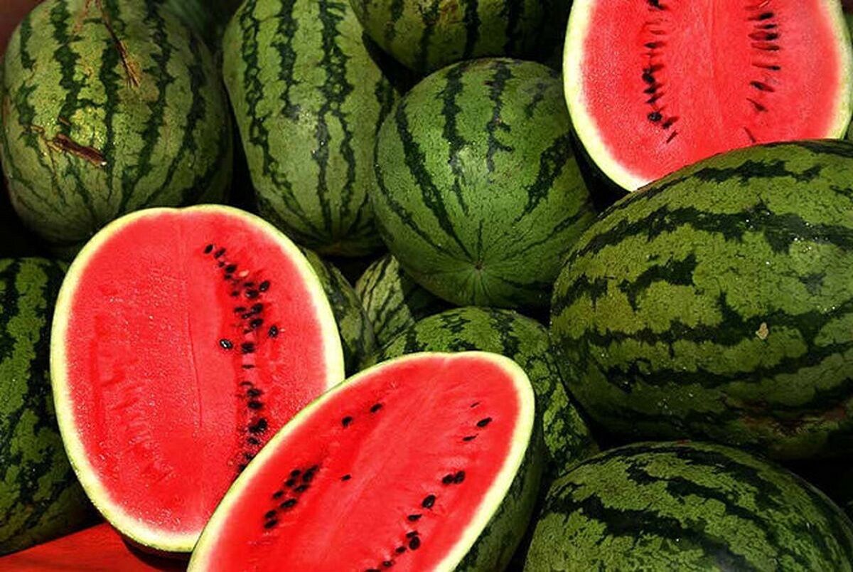 برداشت هندوانه «شب یلدا» در شبهجزیره جاسک آغاز شد