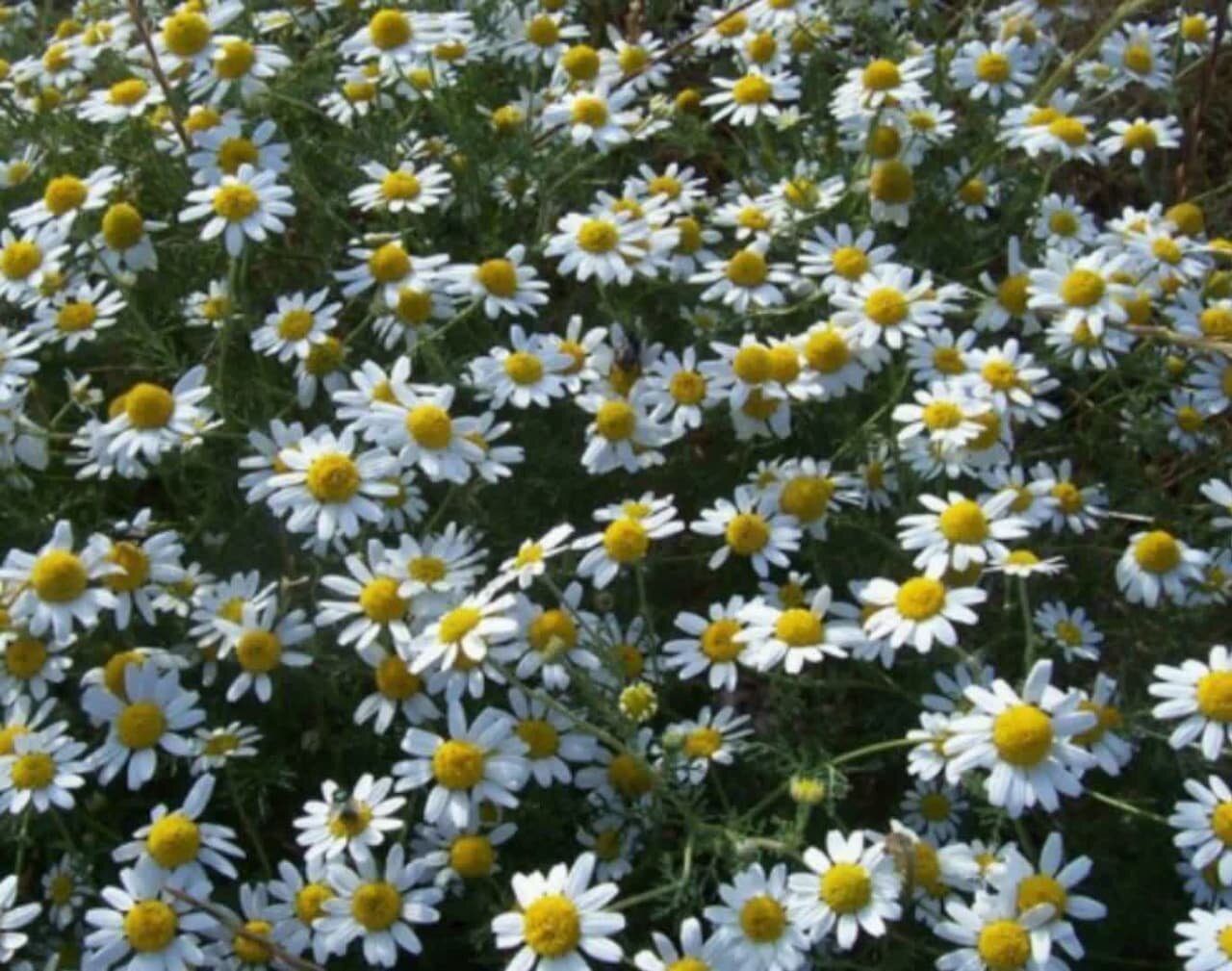 گیاهی با خواص درمانی شگفت انگیز