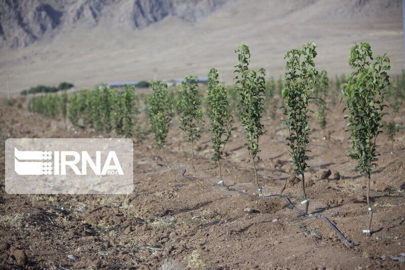 امکان ایجاد شهرکهای کشاورزی مولد در کنار نهضت کاشت یک میلیارد نهال