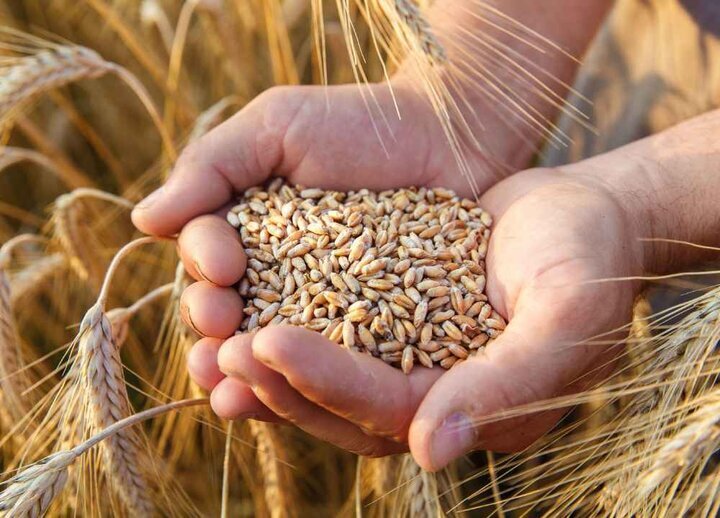 آیا سال ۱۴۰۴ ایران واردکننده گندم میشود؟