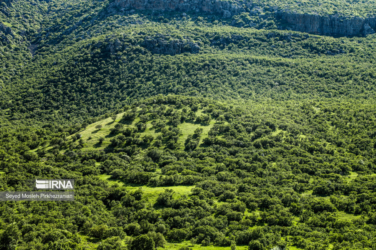 دنیای درختان را دوست بداریم