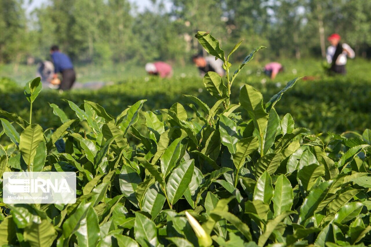 نرخ خرید تضمینی برگ سبز چای برای ۱۴۰۴ ابلاغ شد
