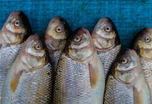 تولید قزل آلا به ۱۲۰ هزارتن میرسد