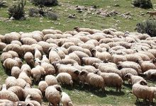 اصلاح نژاد دام برای خودکفایی در تامین گوشت