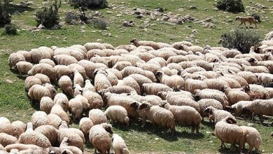 اصلاح نژاد دام برای خودکفایی در تامین گوشت