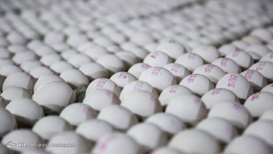 قیمت هرکیلو تخم مرغ درب مرغداری ۵۰ هزارتومان