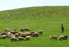 طرحهای مرتعداری، امسال ۲ میلیون هکتار رشد میکند