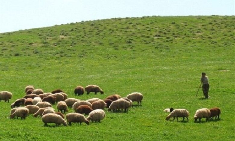 طرحهای مرتعداری، امسال ۲ میلیون هکتار رشد میکند