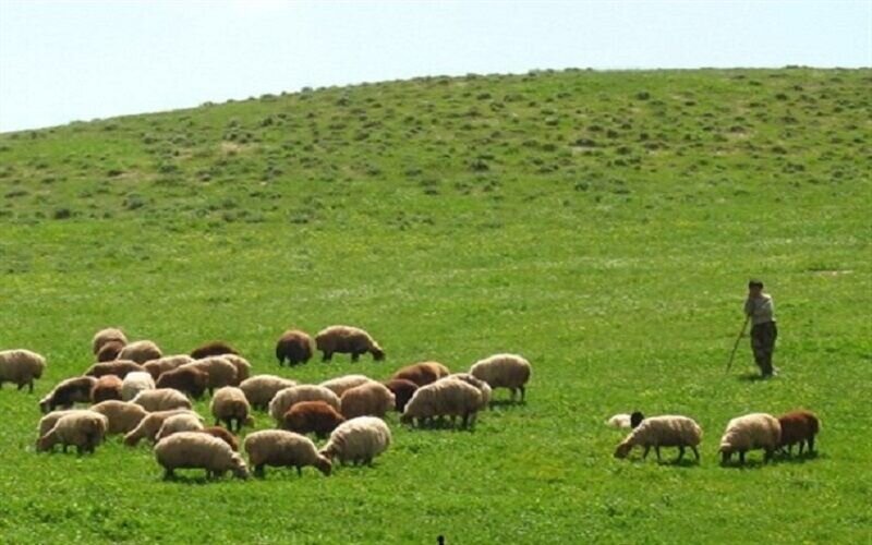 طرحهای مرتعداری، امسال ۲ میلیون هکتار رشد میکند