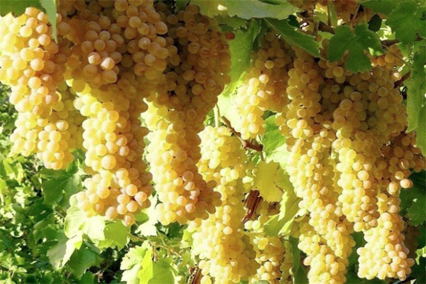 میوه بهشتی برای سلامت قلب و مغز