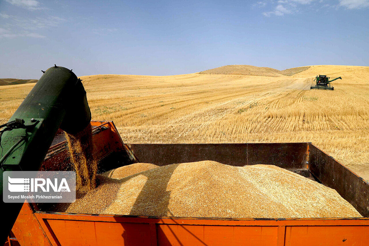 ۷۰ درصد مطالبات گندمکاران پرداخت شد