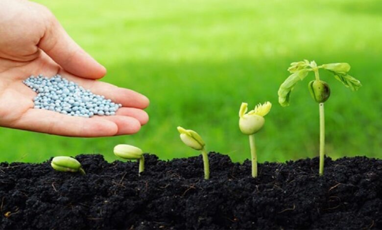توزیع ۵۰۰ هزارتن بذر در استانهای کشور