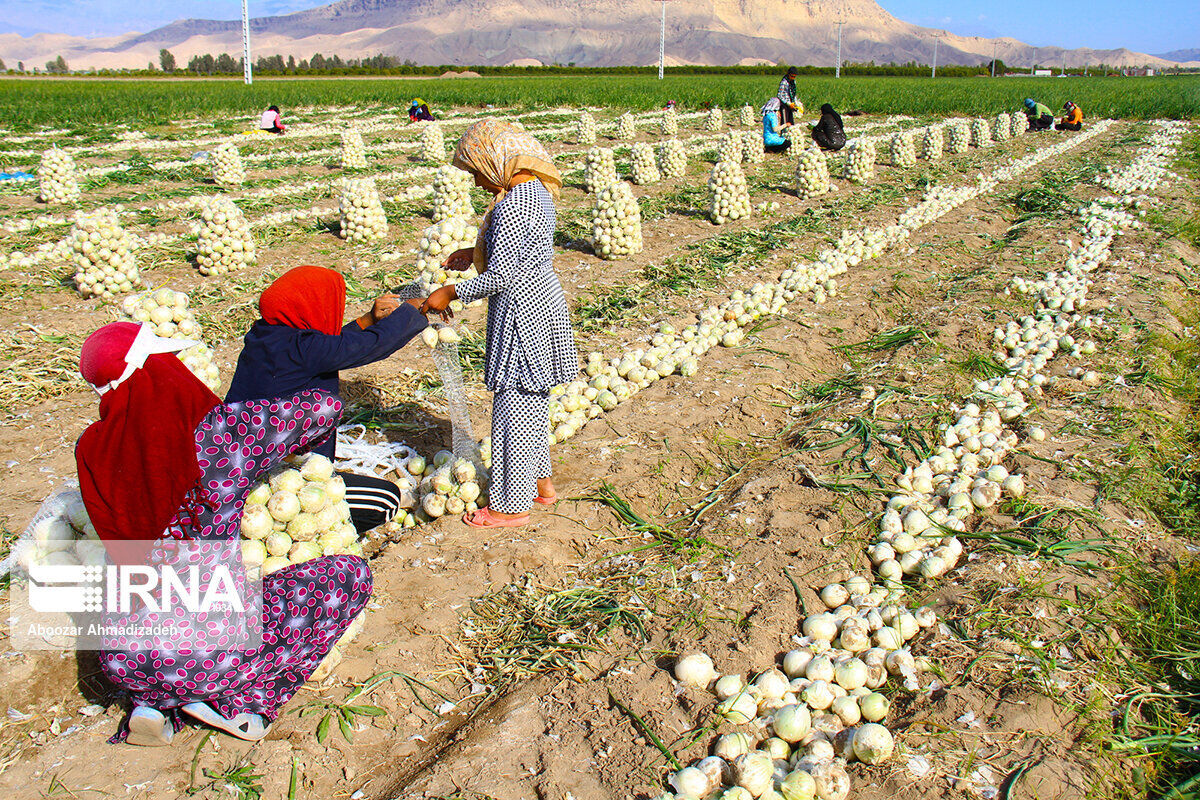 بیمه تامین اجتماعی رایگان برای ۳۷۱ هزار مادر روستایی دارای سه‌فرزند