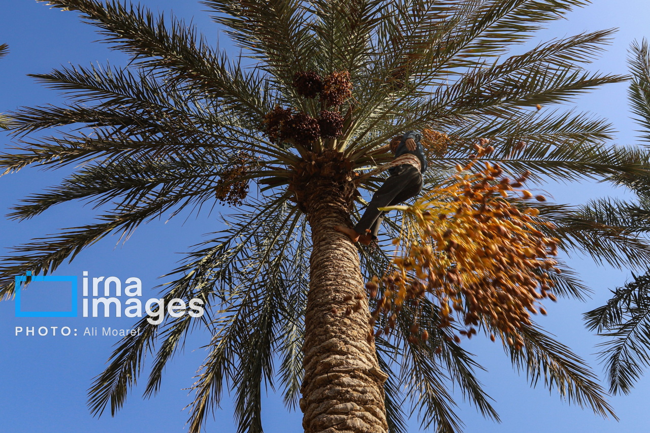 مکانیزاسیون نخلستان‌ها در اولویت است/ارزآوری ۳۹۵ میلیون دلاری صادرات خرما
