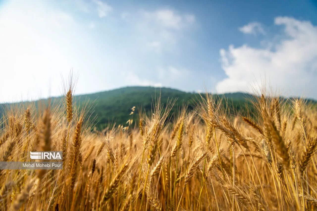 نرخ خرید تضمینی گندم یکم مهر مشخص می شود