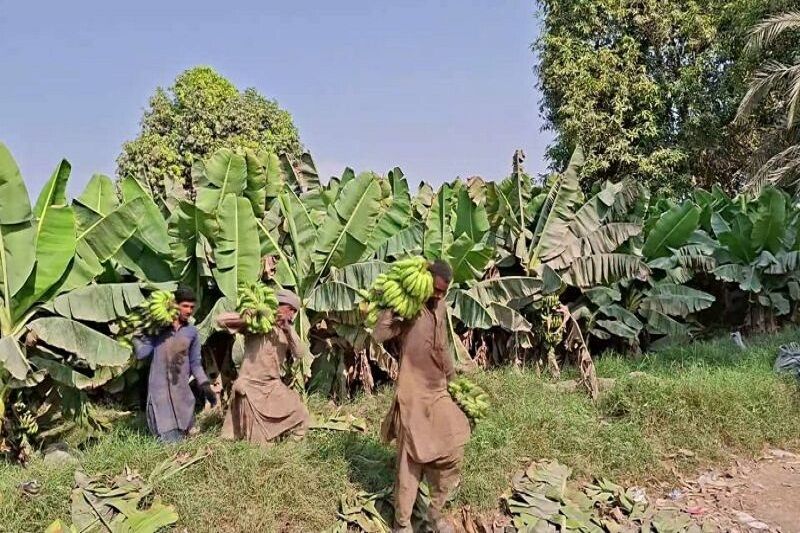 بازیافت ضایعات موز با طرحی دانش‌بنیان؛ گامی بلند در مسیر توسعه سواحل مکران