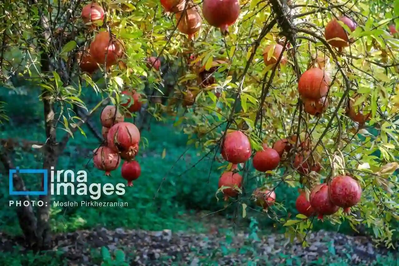 پیش‌بینی افزایش ۲۰ هزار تنی تولید انار در سالجاری
