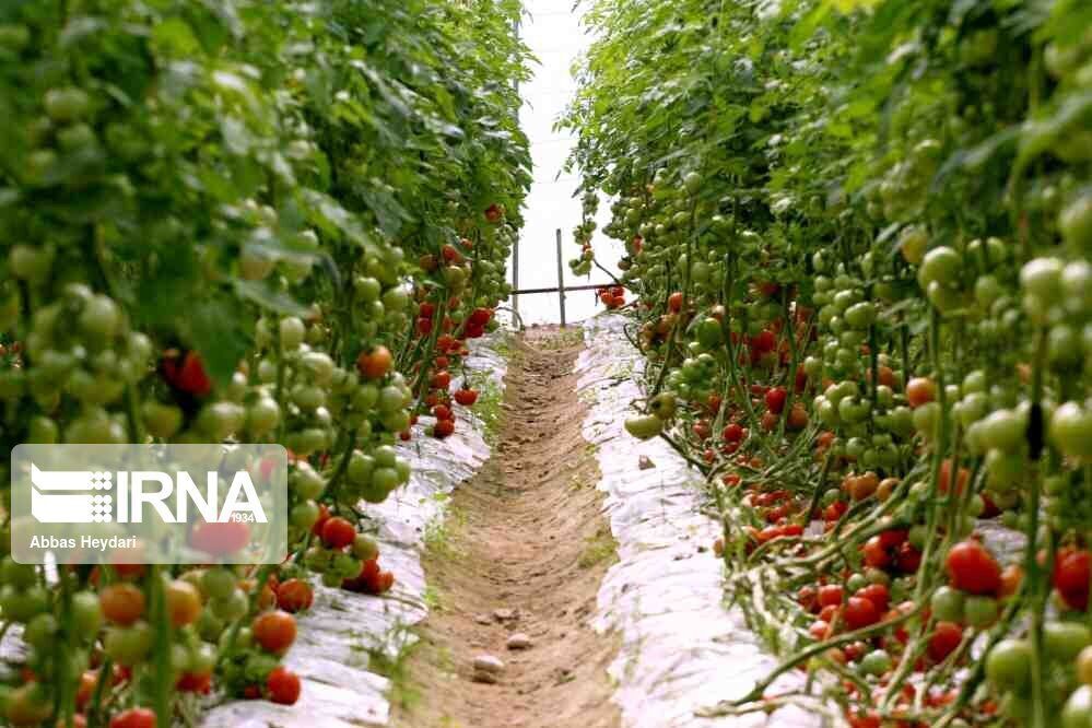 گلخانه‌های تیپ چهار؛ آینده سبز کشاورزی هرمزگان