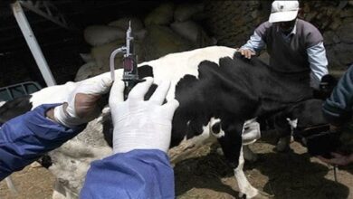 فروشگاه‌های مجاز و دارای برچسب دامپزشکی