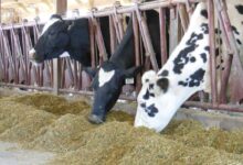 گرانی علوفه