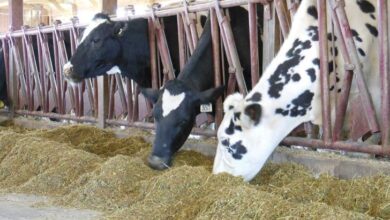 گرانی علوفه