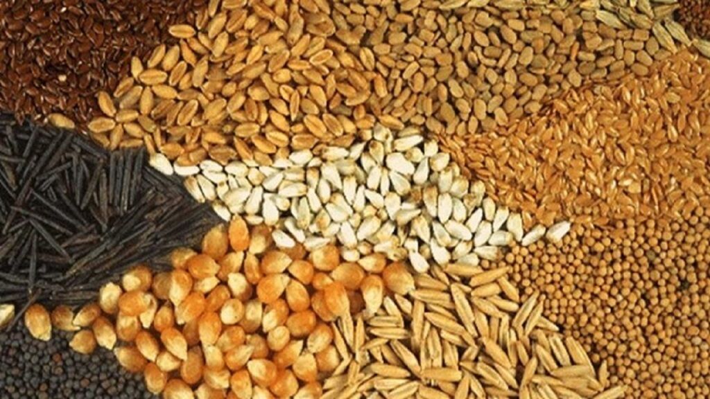 تریتیکاله و کاملینا؛ بهترین جایگزین‌های خوراک دام در مناطق خشک