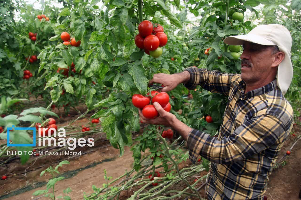 واگذاری ۲ هزار و ۴۸۵ هکتار زمین برای توسعه کشت‌های گلخانه‌ای در هرمزگان