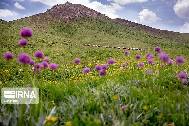 تقویت اعتبار احیای مراتع/ طرح احاله مدیریت ۱۰ ایستگاه تولید بذر مرتعی