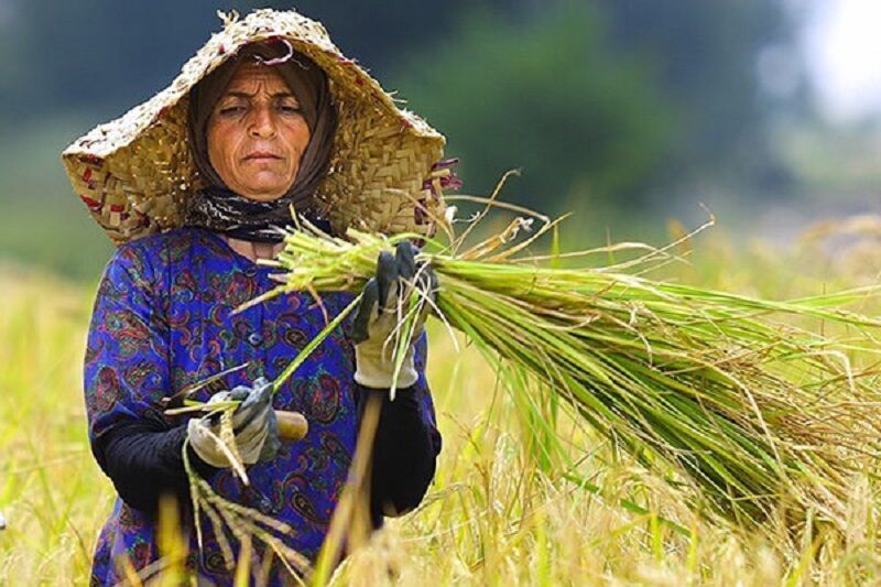 شناسنامه کاری برای بانوان کارآفرین روستایی تهیه می شود
