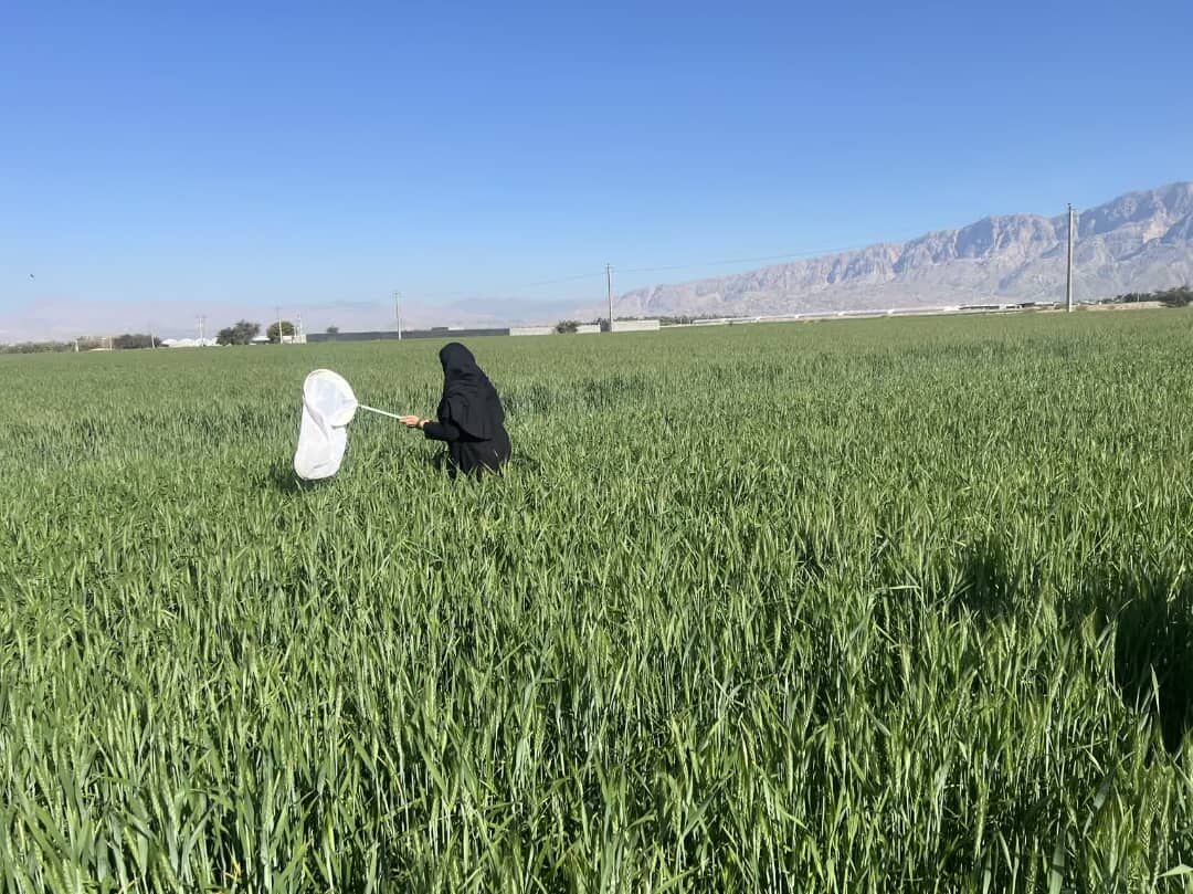 مبارزه با آفت سن گندم در ۱۳ هزار هکتار از مزارع هرمزگان آغاز شد