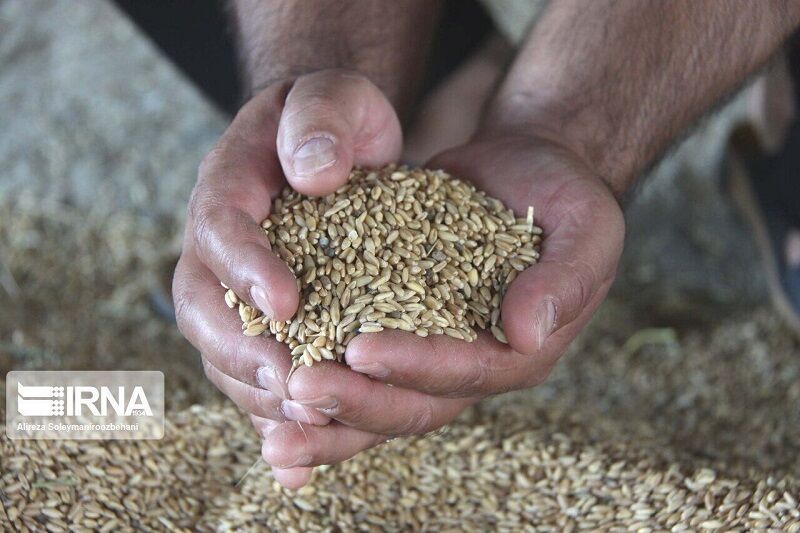 ۴ همت تسهیلات خرید اعتباری برای تامین نهاده‌ها پرداخت شد