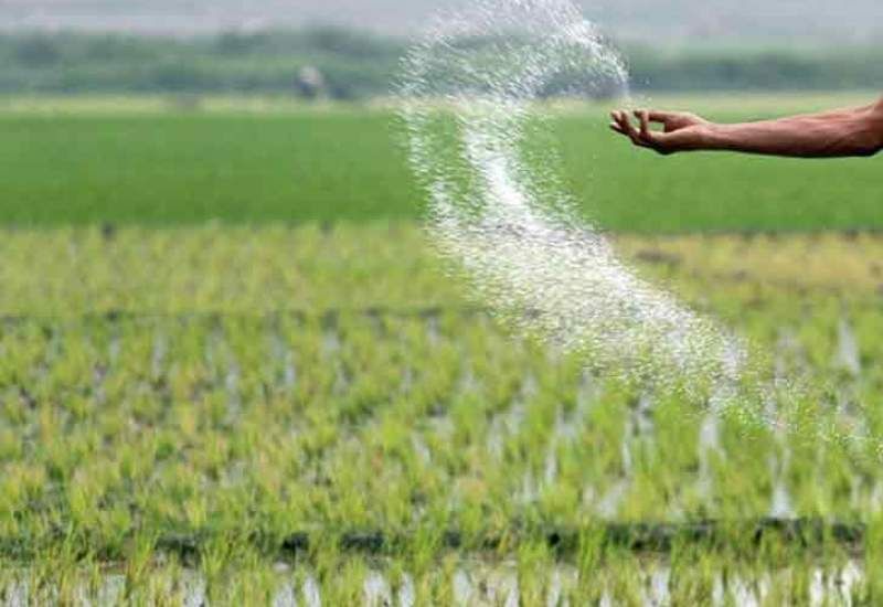 توزیع کودهای ازته ۲۱ درصد افزایش یافت