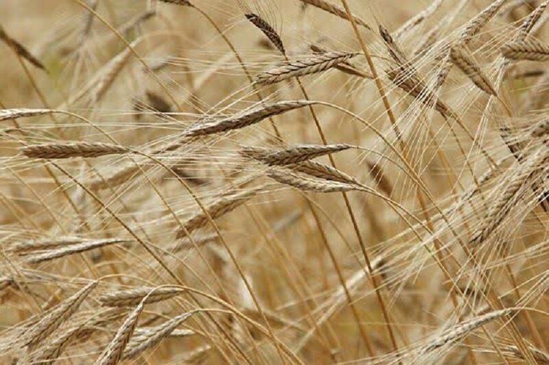 آغاز برداشت جو در غرب هرمزگان؛ پیش‌بینی تولید حدود ۳ هزار تن محصول