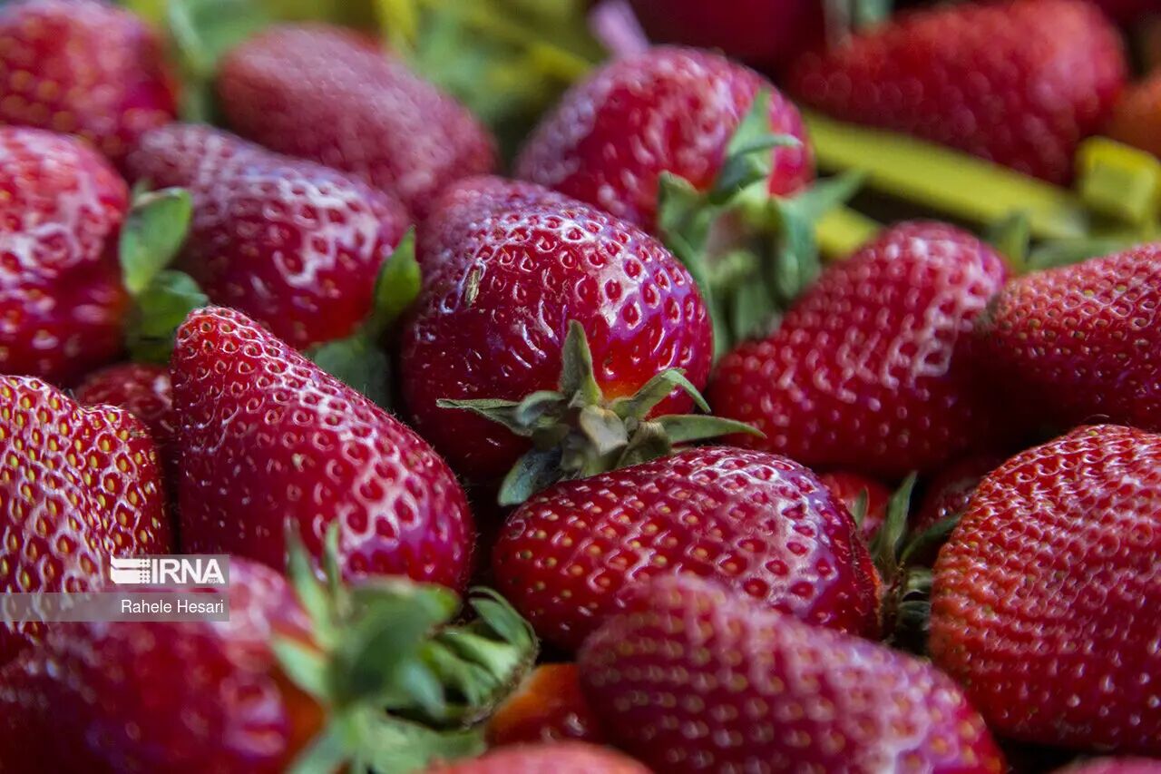 افزایش ۳۰ درصدی سطح زیرکشت توت‌فرنگی گلخانه‌ای در آذربایجان‌غربی/تولید به ۵۵۰ تن رسید
