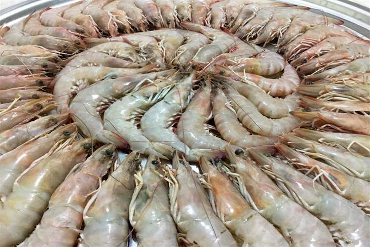 تحول در صنایع شیلاتی بندرلنگه؛ ۷۰ هزار تن به ظرفیت جذب مواد خام افزوده شد