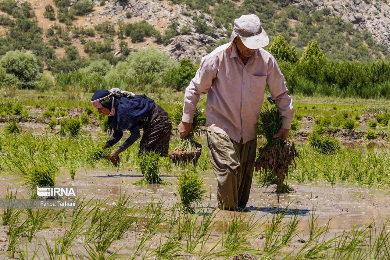 شالیکاران برای خرید بیمه نامه برنج تا پایان اردیبهشت مهلت دارند