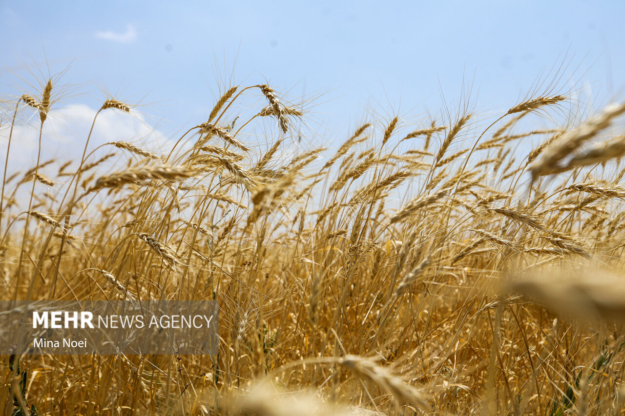 «طرح اعتباری گندم» کارایی برای گندمکار ندارد