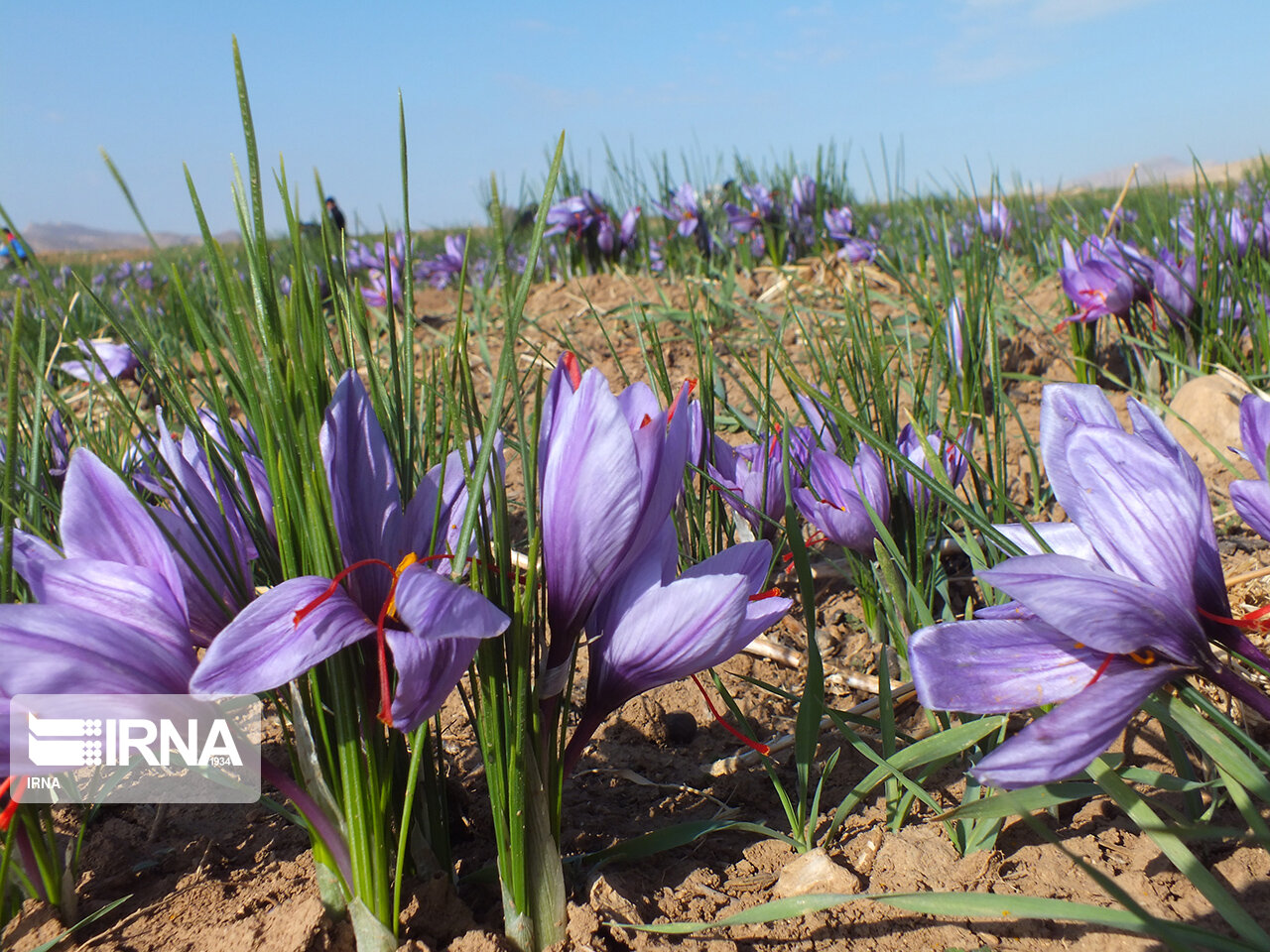 پیش‌بینی ۷ تن زعفران از سطح ۸۰۰ هکتار زمین کشاورزی استان کرمانشاه