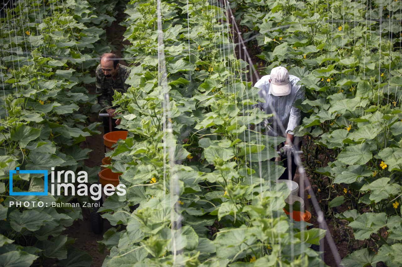 سرمایه گذاری ۲۵۰۰ هزار میلیارد ریالی برای رونق کشاورزی فاروج خراسان شمالی