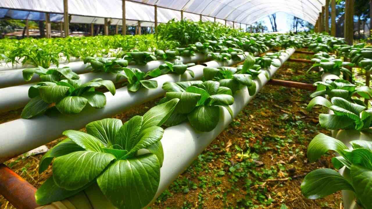 چارچوب بومی توسعه فناوری نانو کشاورزی تدوین شود